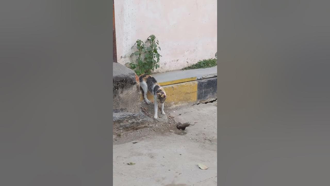 Will A Hyderabadi Cat Eat A Dead Mouse YouTube will-a-hyderabadi-cat-eat-a-dead-mouse-youtube
