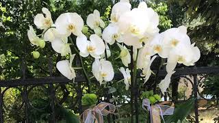 Beyaz Orkide Çiçeğiwhite Orchid Flower