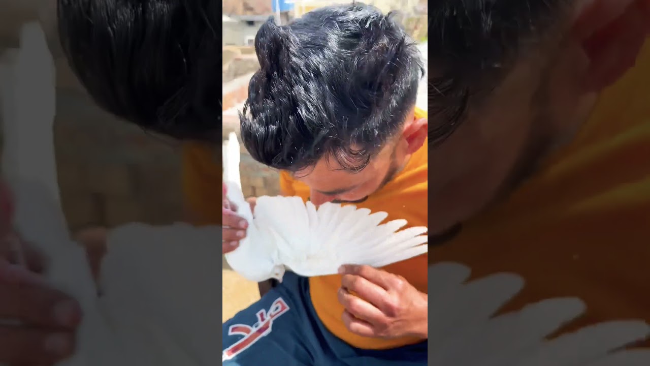 Kabootar Baaz Return 