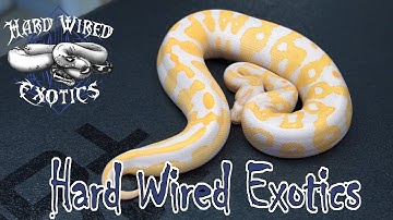 $$ Expensive Ball Python Combos at Hard Wired Exotics!