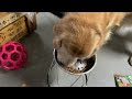 97日目 たくさん食べてくれた