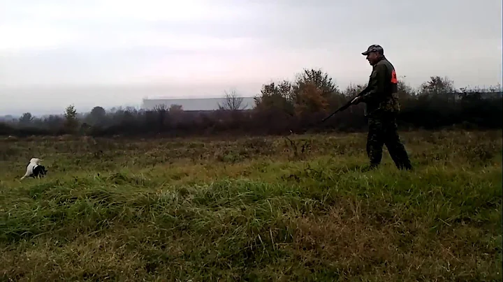 Quail Hunting  with Pointer - Chasse de Quail avec de Pointer