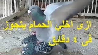 حطينا فياجرا للحمام حيخلي عندك مزرعه حمام screenshot 1