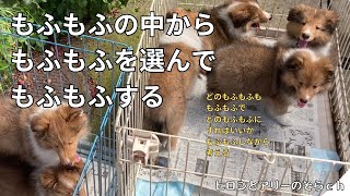 【シェルティ】もふもふの中からもふもふを選ぶ by ヒロシとアリーのそら 713 views 8 months ago 5 minutes, 36 seconds