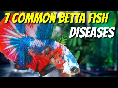 Video: 15 Betta žuvų ligos (su nuotraukomis): prevencija ir gydymas