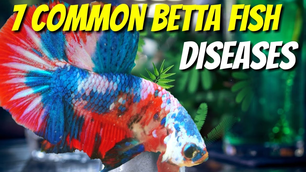 betta fish diseases and treatments, betta fish diseases fin rot, betta ...