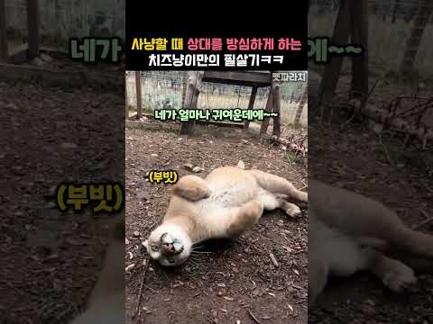 사냥할 때 퓨마가 사용하는 3가지 필살기ㅋㅋ #동물 #퓨마 thumbnail