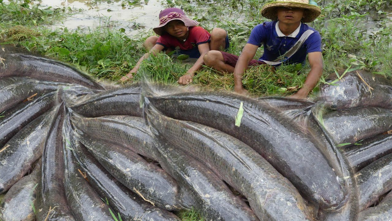 Fishing Hole_Best Catching Big & A lot of Catfish In Dry Season YouTube