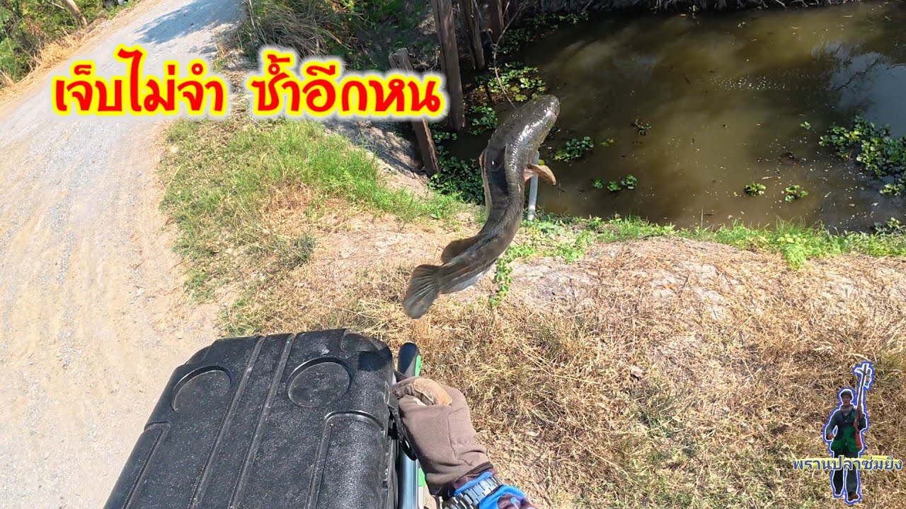 ไม่มีอะไรในกอไผ่