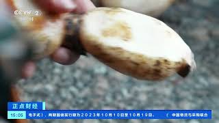 [正点财经]四川泸州：秋藕煨猪蹄 又到滋补好时节| 财经风云