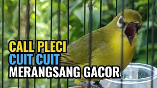 Suara Call Pleci Pancingan Ampuh Bikin Cepat Bunyi #callplecibetina #suaraplecibetina