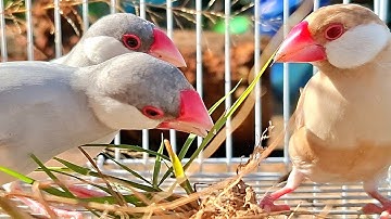 Beautiful java sparrow likes to sing a song very much besides they like to gnaw and eat too much.