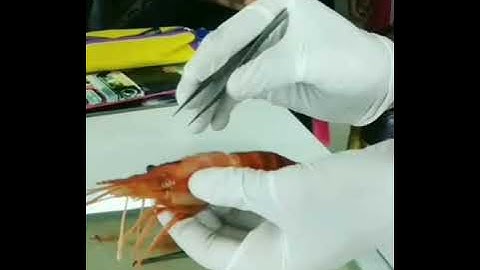 Prawn nerves systems Dissection
