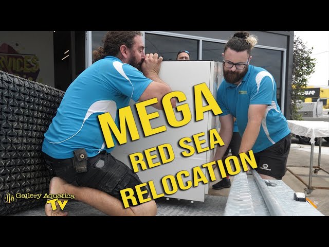 Mega Red Sea Relocation! class=