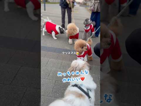 【シーズー】散歩したらサンタクロースだらけだったw / クリスマス / ルーティン(2024.12.24) / #シーズー #shihtzu #shorts