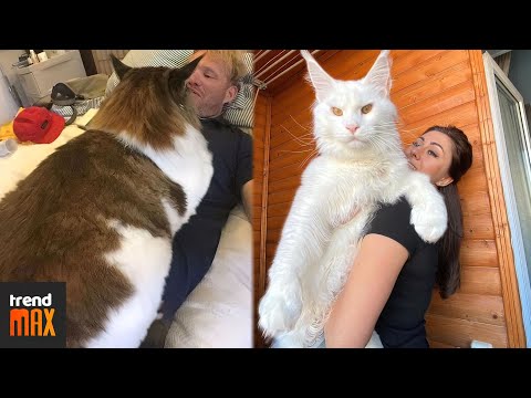 Video: Maine Coon