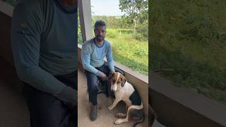 How To Apply Antiheat To Your Dog