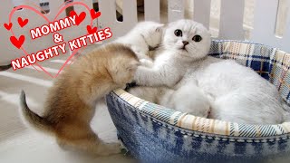 Mommy cat talking to her naughty kitties | Cute Scottish Fold family by Happy kittens – Alfa Assoluto 13,485 views 1 year ago 2 minutes, 48 seconds