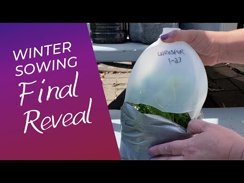 Winter Sowing Update - Final Reveal! - Flower Seedlings