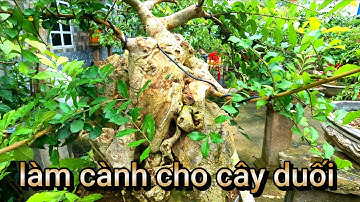 cách làm cây duối bonsai từ cây khai thác