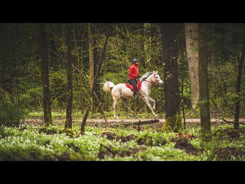 Video: Ar jojimas kenkia žirgams?