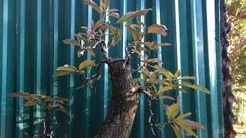 Cắt chuyền ,cắt giật là gì ? Dành cho anh em tập chơi