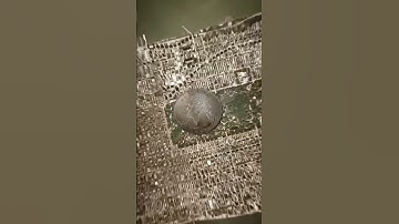 Coin infinite Loop 🔥 #shorts