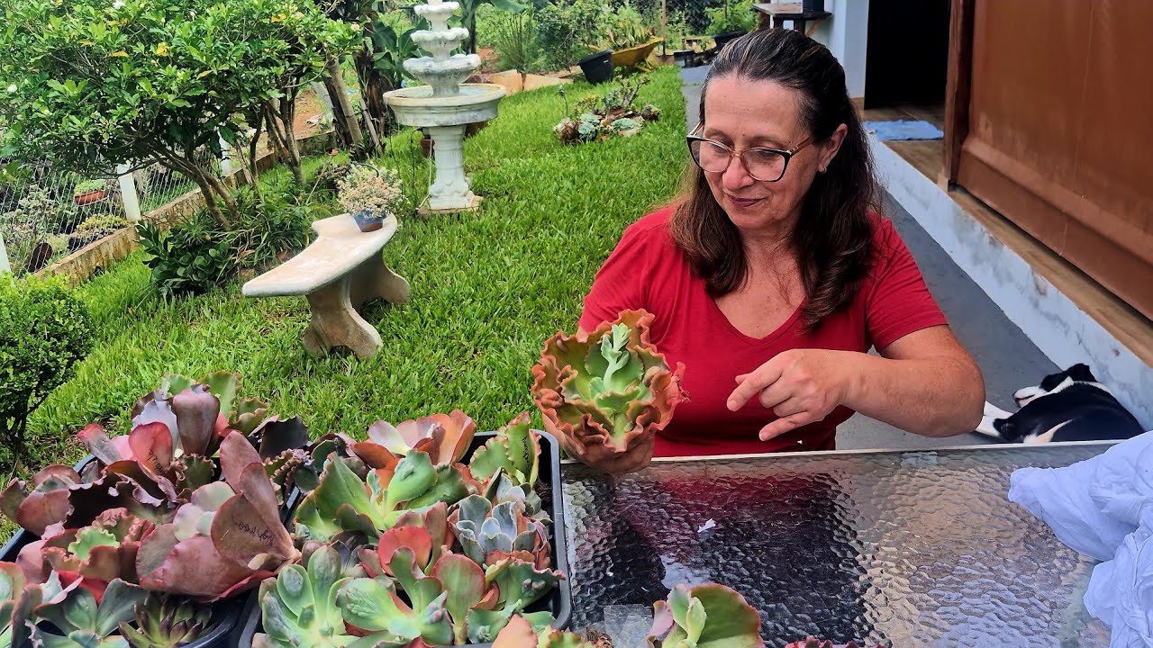 Recebido Pago: Suculentas Novas Chegaram!