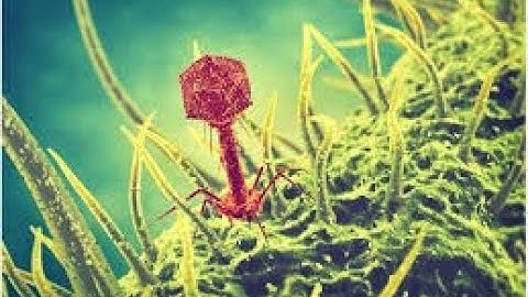 Lucknow University|| B.Sc.  Biology(NEP) Sem-1|| Botany Practical File || Microbiology || Part-2