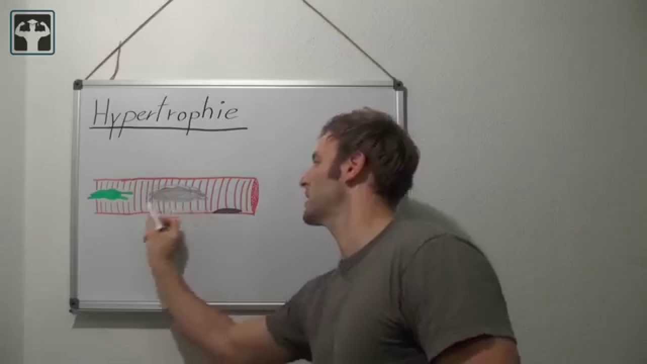 Hypertrophie und Hyperplasie - Biologische Erklärung für Muskelaufbau