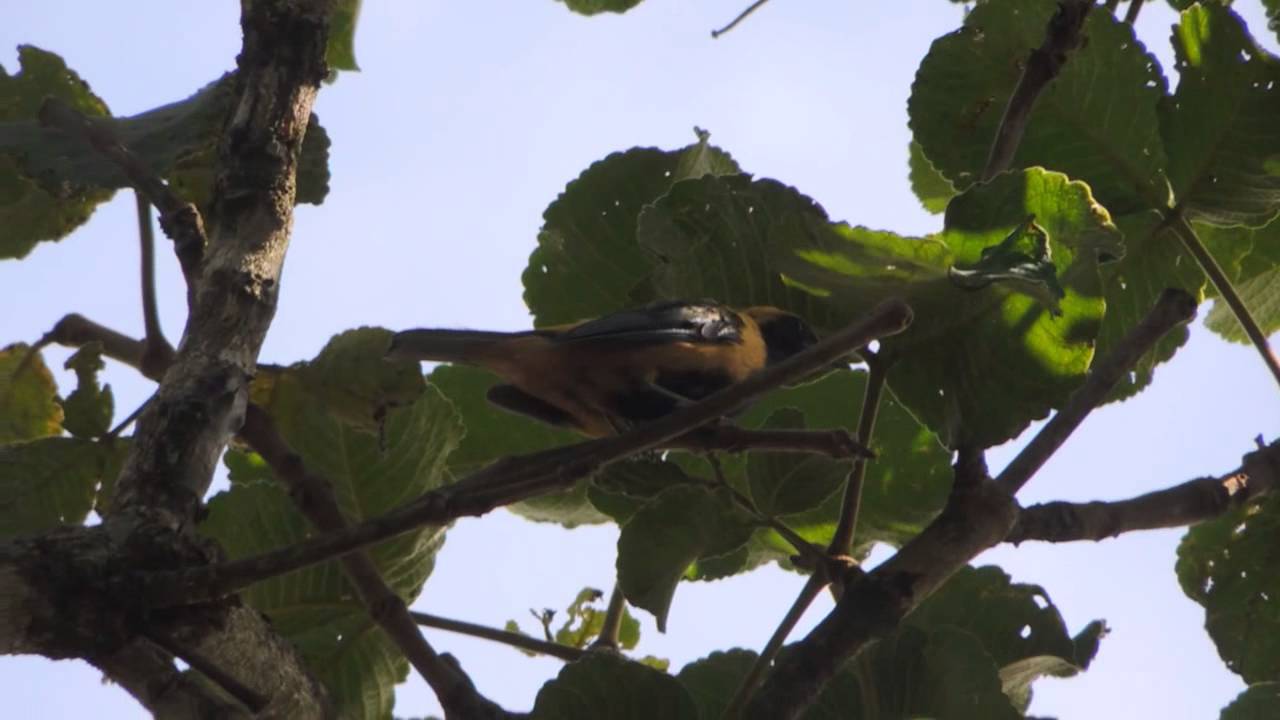 SANHAÇO CARA DE MACACO NA NATUREZA! 