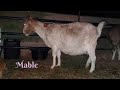 Boer Goat Giving Birth To Triplets