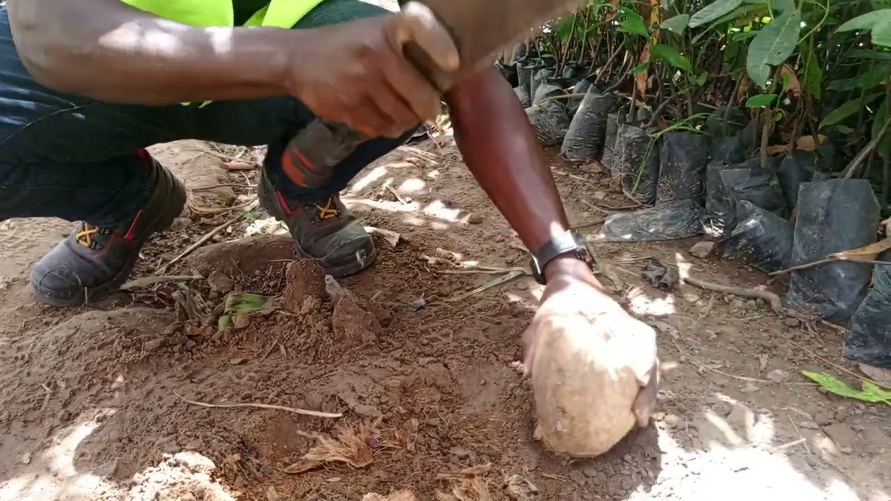 COCOTIER / COMMENT BOOSTER LA GERMINATION EN PÉPINIÈRE