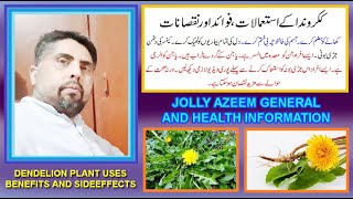kakronda jaribooti kay fawaid aor nuqsan | dandelion herbal plant uses benefits and sideeffects |