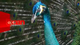 TV Klan - Channel Ident (2) (2012 - 2024)