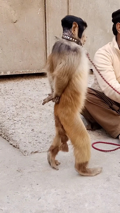 Download lagu funny monkey Sidhu musa | bandar tamasha | talented monkey Sidhu musa😝#monkey #shortfeed #viralvideo