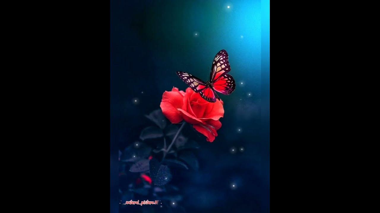 most beautiful butterflies #butterfly #butterflies #beautiful #flowers #natural #shortvideo #shorts