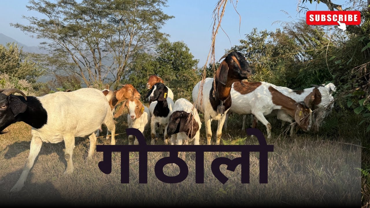 Rural Nepal Goat Farming | | गाउँले गोठालो जीवन ,बाख्रा चरणको असली संघर्ष र रमाइलो दिनचर्या
