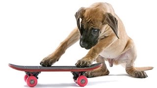 Собака на скейте)