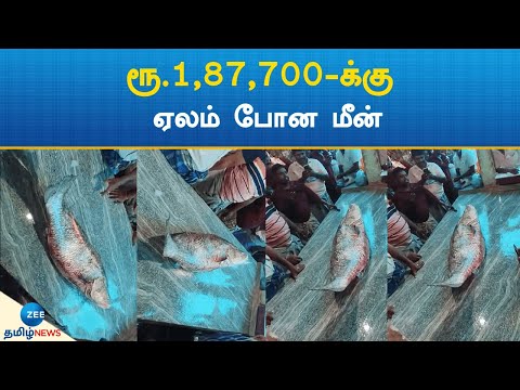 ரூ.1,87,700-க்கு ஏலம் போன அரிய வகை மீன்: மீனவர் மகிழ்ச்சி | Rare fish auctioned for Rs 1,87,700