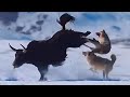 Wolf vs Tibetan Yak | Wolves are hunting Yak in Tibetan Plateau