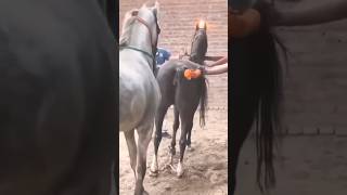 horse meeting video 🔥 animal video