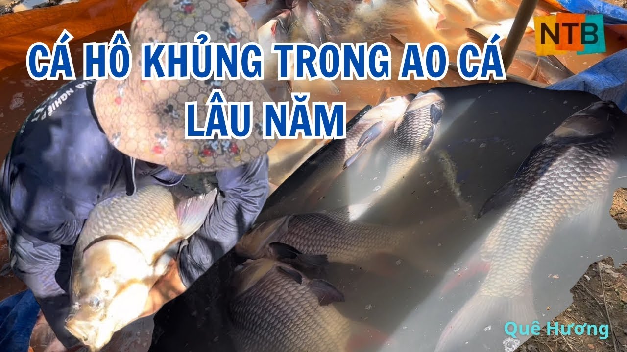 CÁ HÔ KHỦNG TRONG AO CÁ LÂU NĂM | TÁC AO CÁ MIỀN TÂY