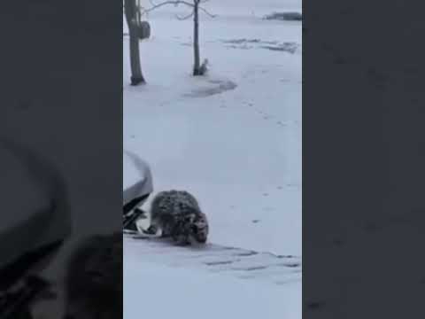 Бобер хотел взобраться на крышу, но крыша оказалась слишком скользкой.