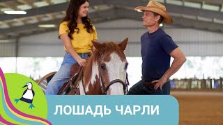 👨‍👨‍👧‍👧 ЛОШАДЬ, САМЫЙ ПРЕДАННЫЙ ДРУГ ДЛЯ ЧАРЛИ 🏝 Лошадь Чарли🐾Фильм в HD