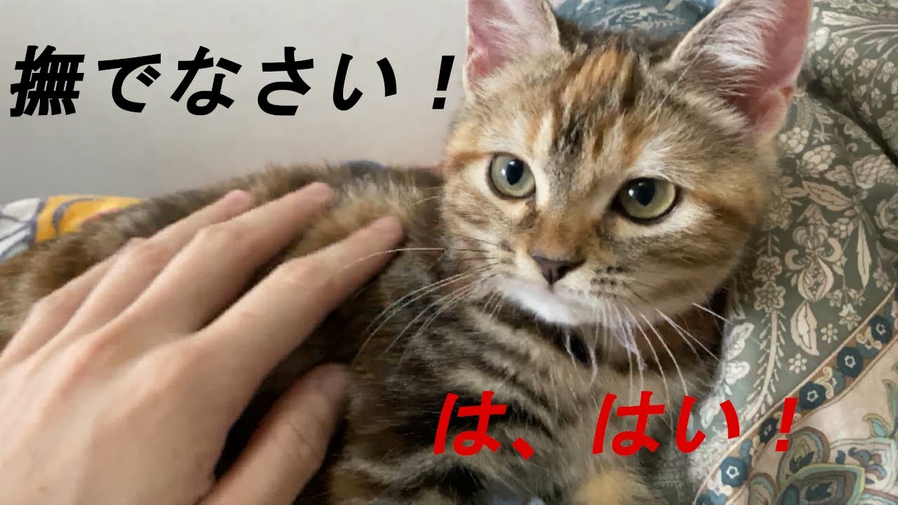 猫 子猫 動物 それはおもちゃじゃない 家のめっちゃ可愛い子猫がストラップをおもちゃにしちゃった Youtube