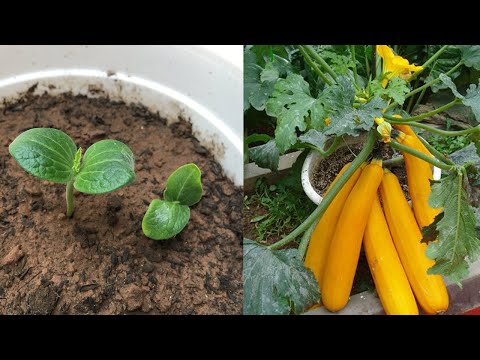 Video: Plantning Af Courgette I Jorden Med Frø