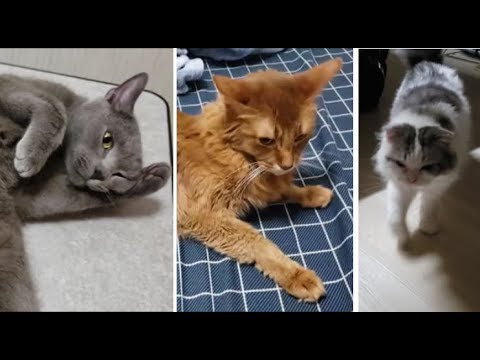 主に付きまとい続けるのは3匹中、誰でしょう?(メスの匂いでスイッチ入るオス) - YouTube