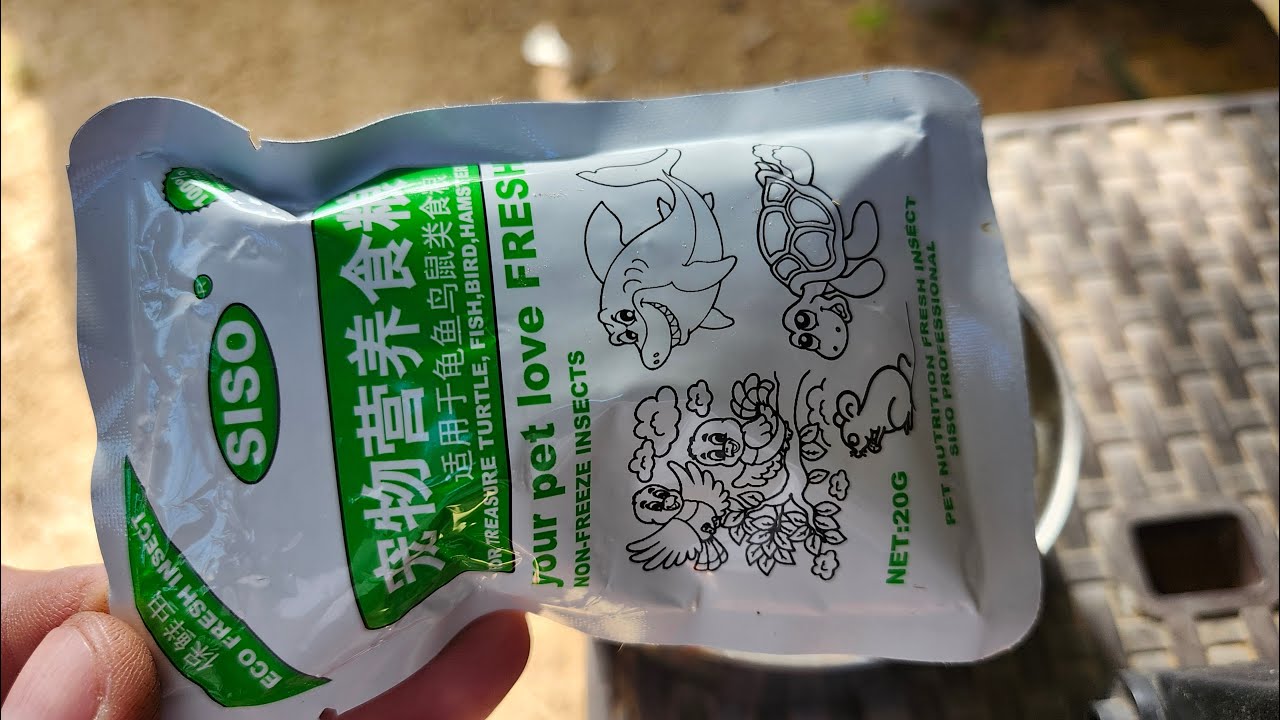 فوائد دود القبابي الطري لصغار بلبل أبيض الخدين: كغذاء