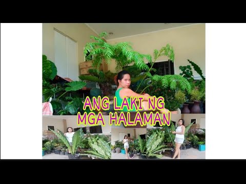 RARE PLANTS FOR LANDSCAPING|| ANGIOPTERIS EVECTA||GIANT FERN||ALOCASIA